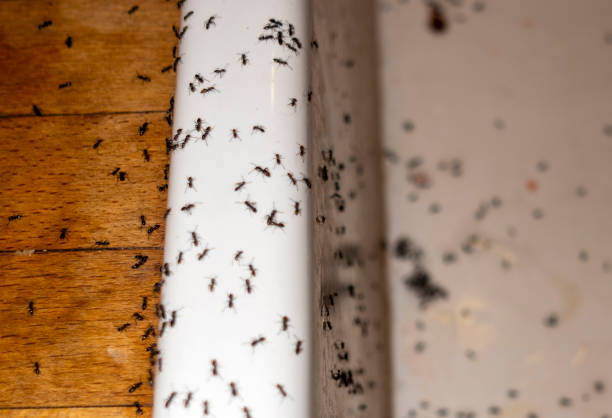 Best Pest Control Treatment  in Redondo Beach, CA